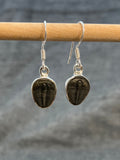Trilobite Earrings Small