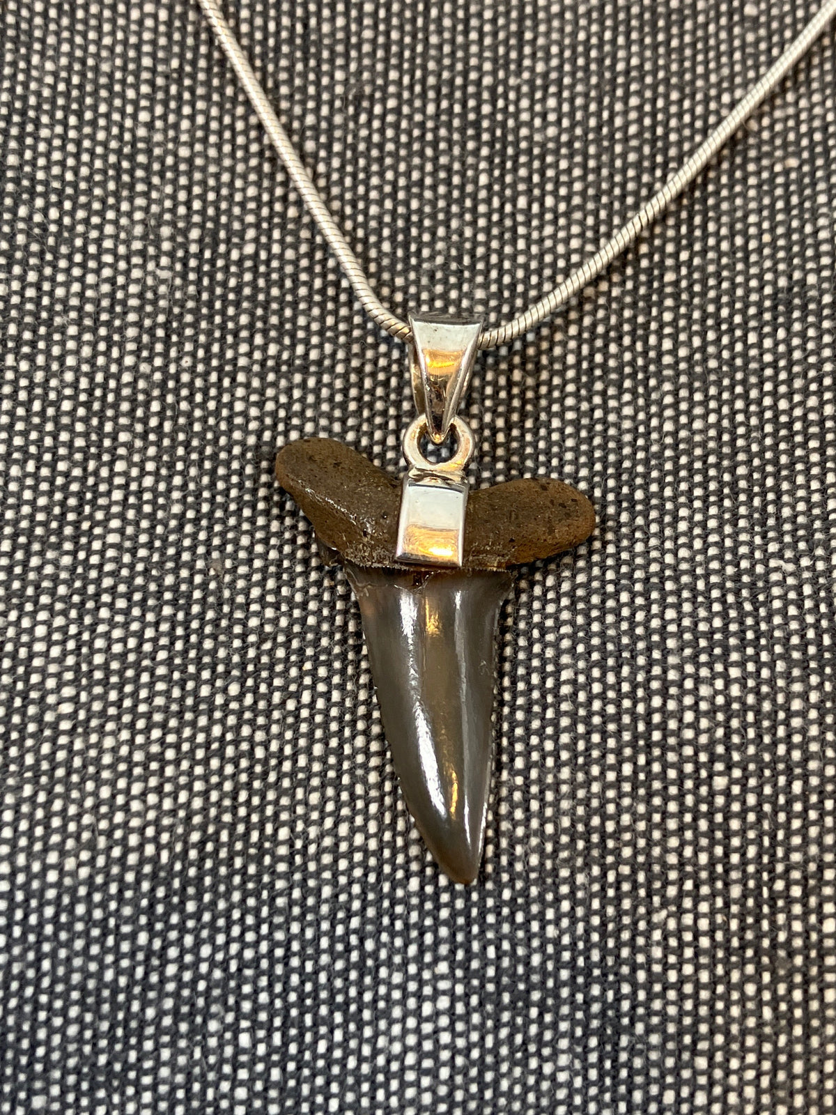 Fossilized Shark Tooth Pendant 1