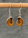 Ammonite Earrings