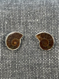 Ammonite Studs