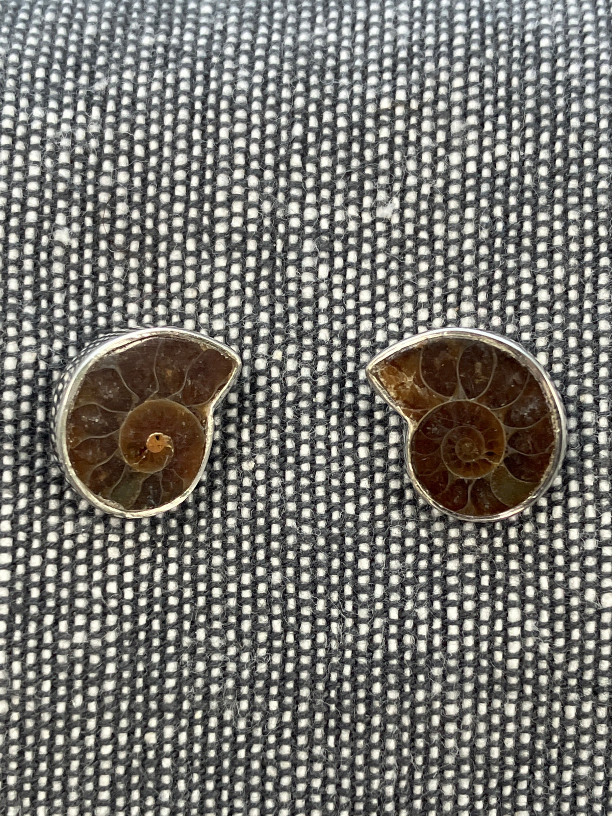Ammonite Studs